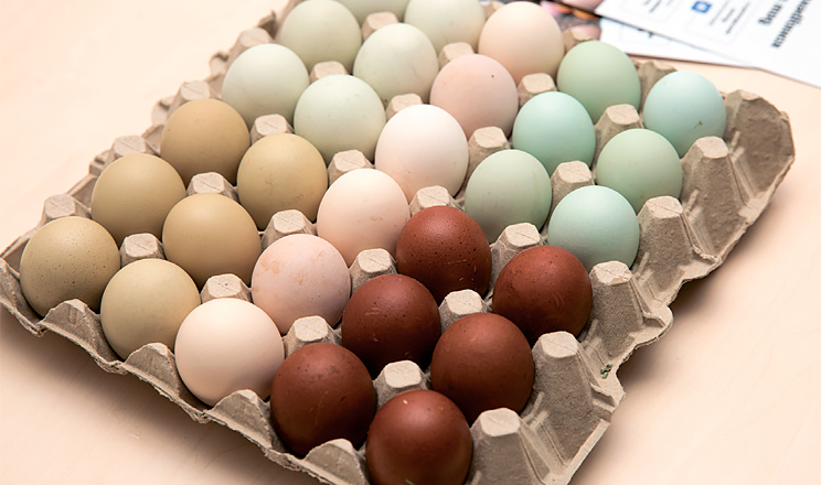 Ексклюзивна продукція, яку може виробляти птахогосподарство, допоможе отримати хороші прибутки й відкриє на ринку нові можливості для бізнесу