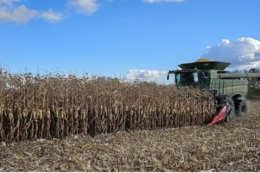 Урожайність кукурудзи в ГК «Агро-Регіон» перевищує планову