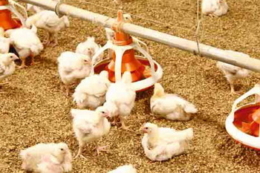 Нині орієнтуються на визначення чистої енергії кормів для птиці замість метаболічної