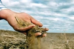 За правильного підходу кукурудза дає гарний результат навіть на піщаних ґрунтах – досвід