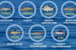 Близько 11 млн екземплярів цінних видів риб випустили торік до водойм України