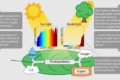 Затінені рослини вловлюють більше світла, ніж очікувалося, – вчені