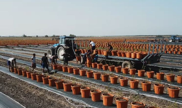 У Румунії розвивають найбільшу в Європі лохинову ферму