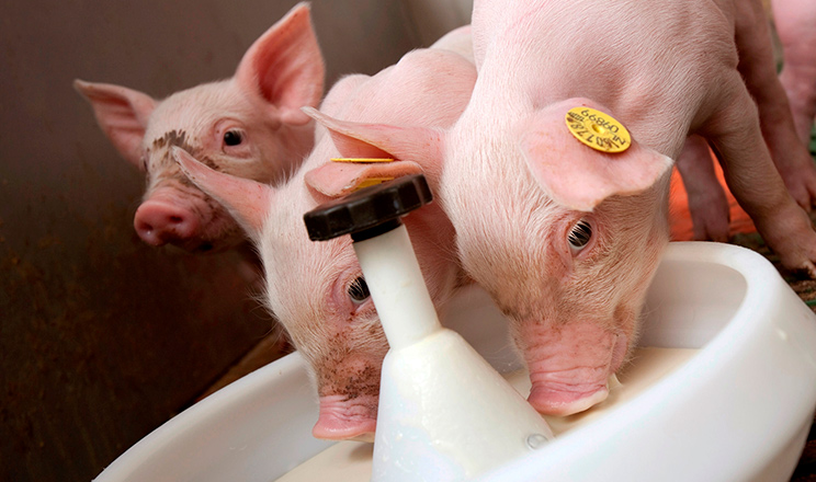 Застосування замінників молока у годівлі поросят: технологічні рішення та економічні аспекти