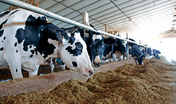Якісна збалансована годівля — один із чинників, що запобігає появі кульгавості в дійних корів