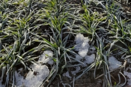 Озимі на Одещині відновлювали вегетацію у денні години