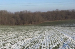 Озимі в Tekom Agro Group перебувають у стані спокою в оптимальній для перезимівлі фазі