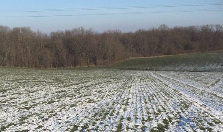 Озимі в Tekom Agro Group перебувають у стані спокою в оптимальній для перезимівлі фазі