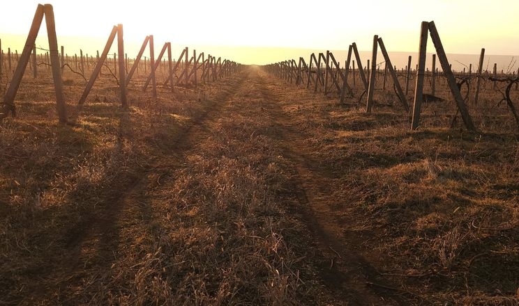 На Одещині відновлюють старі виноградники