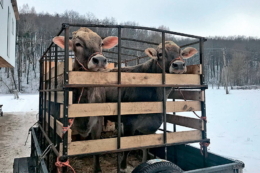 Малопродуктивні корови й неприбуткові бички тягнуть ферму донизу