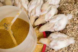 Який білок здешевить раціон птиці