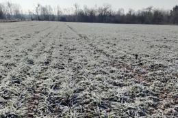 Стан озимих на Одещині оцінюють як добрий та задовільний