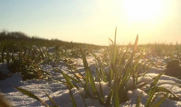 Озимі в Tekom Agro Group на Одещині перебувають у доброму стані