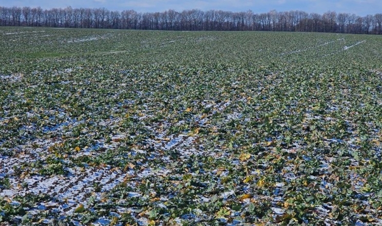 Підживлення озимого ріпаку стартувало в Західному кластері ГК «Агро-Регіон»