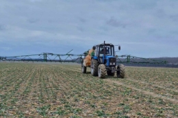 Надмірне азотне живлення ріпаку восени погіршує перезимівлю рослин