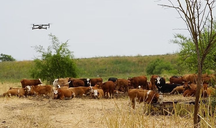 Дрони пасуть 3 млн корів у Бразилії