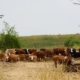 Дрони пасуть 3 млн корів у Бразилії