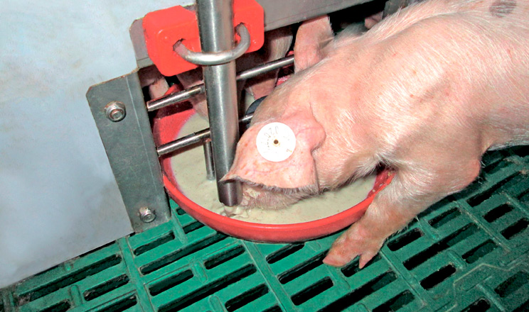 Випоювання ЗЦМ забезпечує оптимальні умови для розвитку молодняку й покращує економічні показники господарства