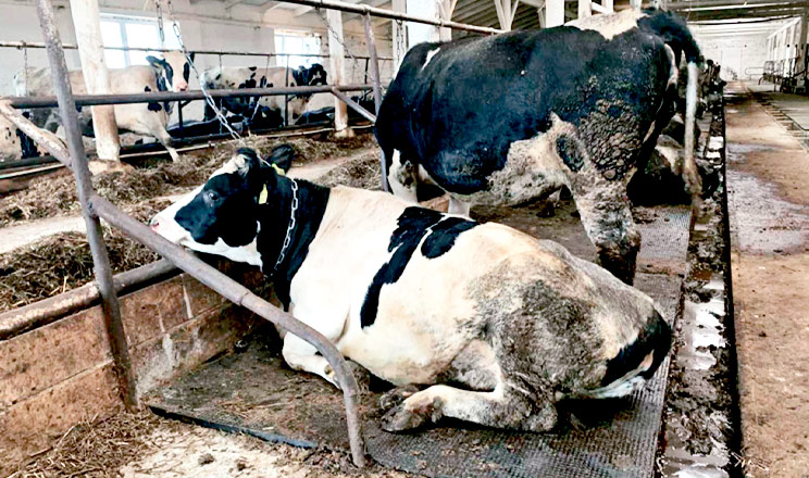 Якісне підлогове покриття корівника — один із чинників продуктивності корів