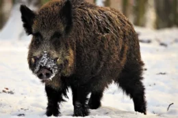 На Івано-Франківщині ‒ спалах АЧС у дикій фауні