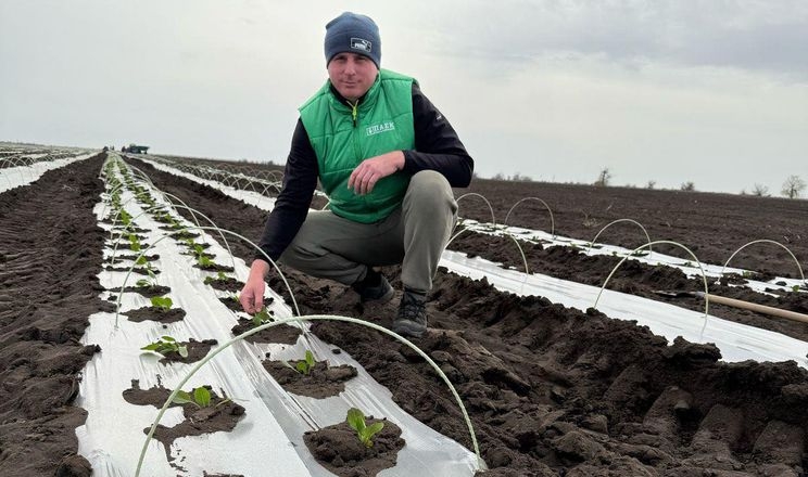 На Миколаївщині ранню капусту висаджують в поле