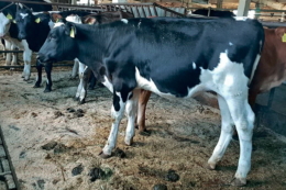 «Еліт-Мілк» орієнтується на продуктивний період корів у 5-6 лактацій