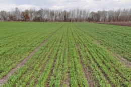 Негативного впливу агрометеорологічних умов на озимі на Житомирщині не фіксують