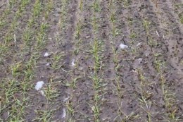 На північному заході Дніпропетровщини загинули до 100% озимих ріпаку та ячменю