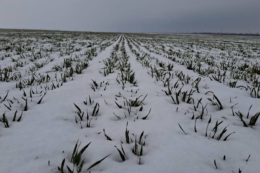 Озимі в Tekom Agro Group на Одещині у задовільному стані після лютневих морозів