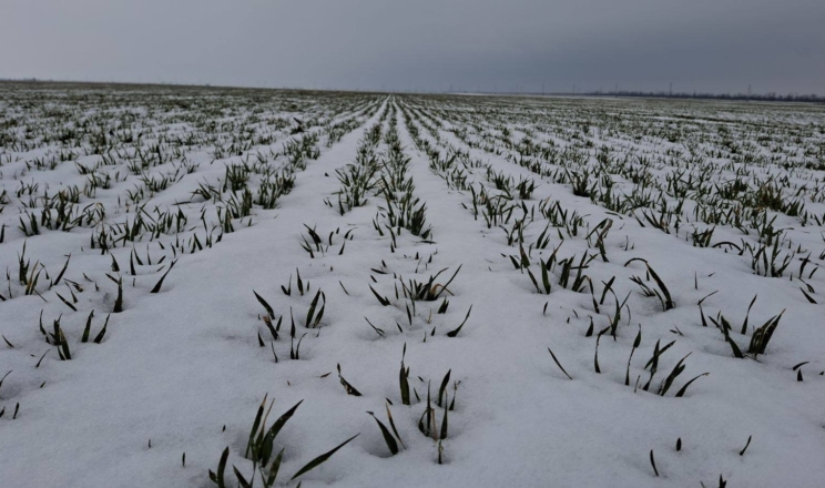 Озимі в Tekom Agro Group на Одещині у задовільному стані після лютневих морозів