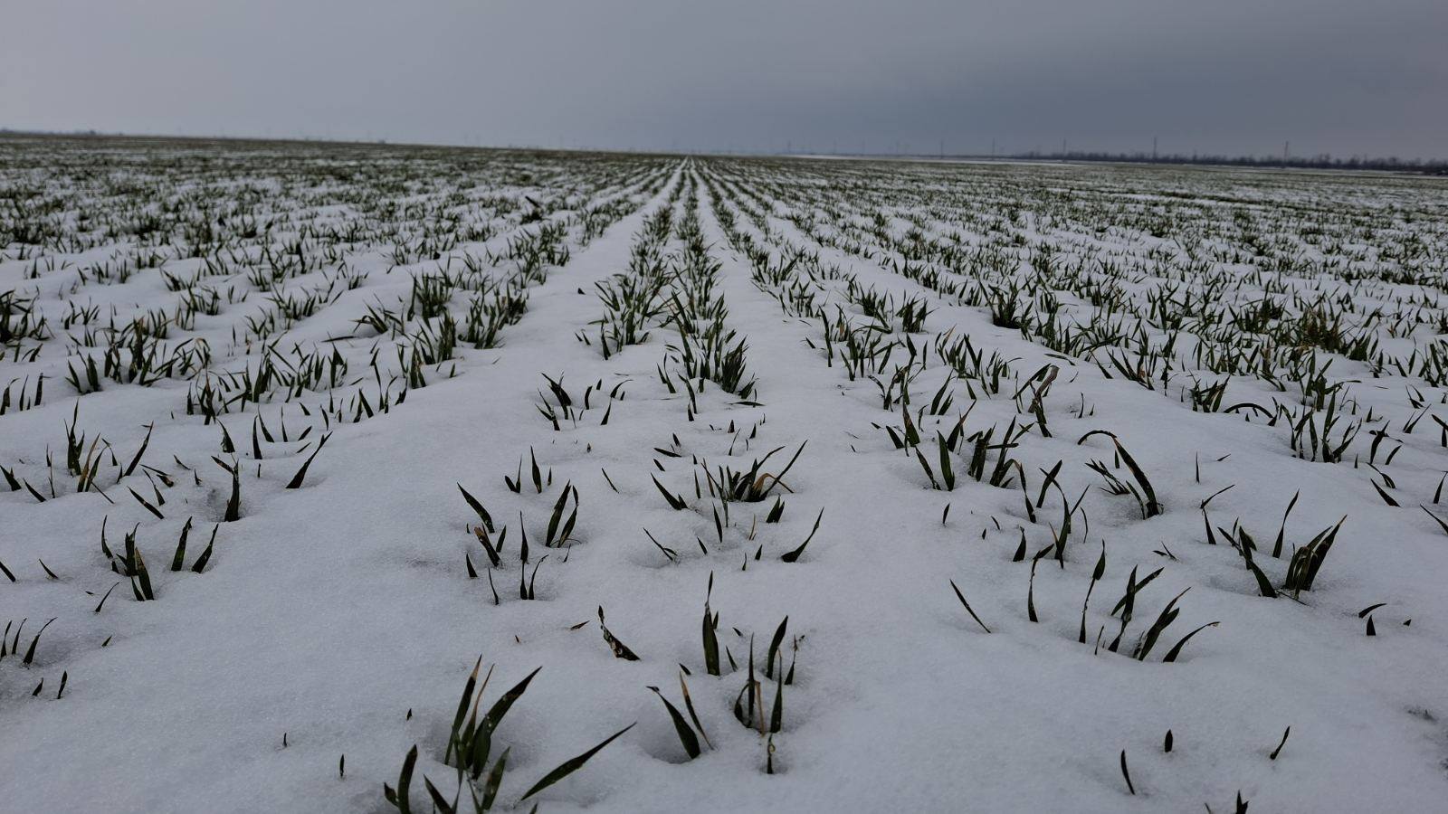 Погода в Україні: наступної доби сніг та дощ із мокрим снігом