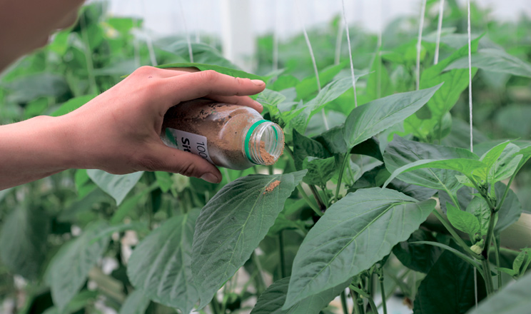 Правильне застосування ентомофагів дозволяє значно знизити популяцію шкідників і підвищити врожайність тепличних культур