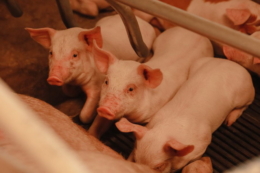 Стрептококоз у свиней легше профілактувати