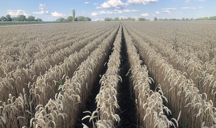 За переходу на no-till використання людино-годин на гектар скорочується у 2,8 раза