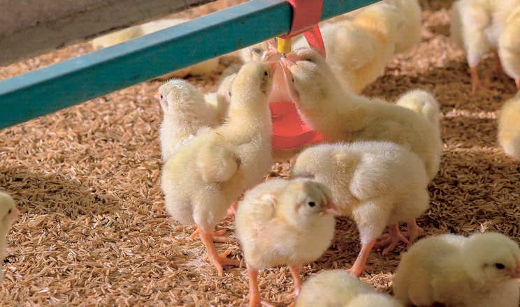 Застосування якісних водорозчинних продуктів і рідких вітамінних комплексів допоможе покращити показники вирощування птиці