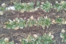 Розвиток хвороб озимого ріпаку фіксують в усіх зонах його вирощування 