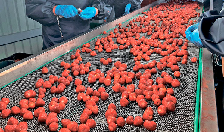 ТОВ «Боніфрут» — підприємство, що спеціалізується на закупівлі та заморожуванні ягід і фруктів, успішно співпрацює з фермерами-ягідниками п’яти областей України