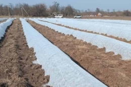 Виробник спаржі захищає пагони від заморозків