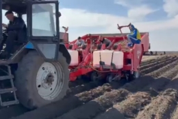 Спеціалістка порадила, коли краще садити картоплю