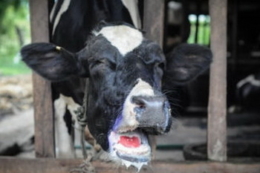 Ситуація в рф має ознаки підвищеного ризику поширення ящуру