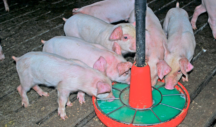 L-карнітин може стати обов’язковою кормовою добавкою, адже прямо або опосередковано бере участь у численних біохімічних процесах