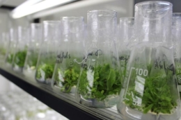 В Україні запустили мобільну лабораторію in vitro для ягідництва