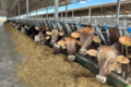 Сумське господарство має намір отримати статус племінного репродуктора ВРХ