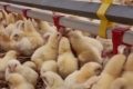 У І кварталі Україна закупила за кордоном на 7,9% більше живої птиці