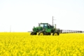 Озимий ріпак у Tekom Agro Group на Одещині увійшов у фазу цвітіння
