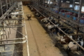 Віталій Коваль обговорив із DeLaval можливості розширення їхньої присутності в Україні