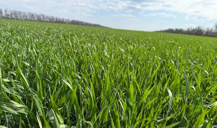 Озима пшениця в AGROMINO отримала незначний стрес під час весняних приморозків, проте легко його подолала