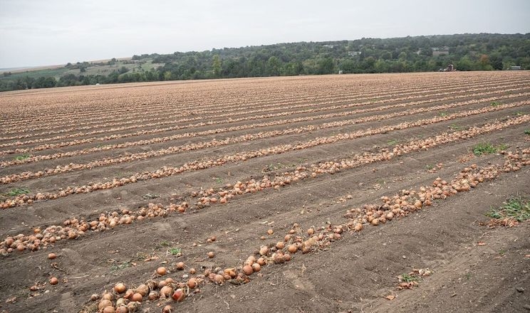 «Дзялів» інвестував у цибулю замість втраченої продукції Півдня