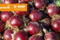 BASF | Nunhems представила високоврожайний середньостиглий сорт червоної цибулі
