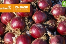 BASF | Nunhems представила високоврожайний середньостиглий сорт червоної цибулі